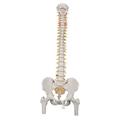 3B Scientific Classic Flexible Spine with Femur Heads - w/ 3B Smart Anatomy 1000122